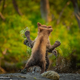 Imagen para el artículo titulado Estas son las fotos de animales más divertidas de 2021, según los Comedy Wildlife Photography Awards